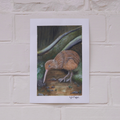 Kiwi | A5 Original
